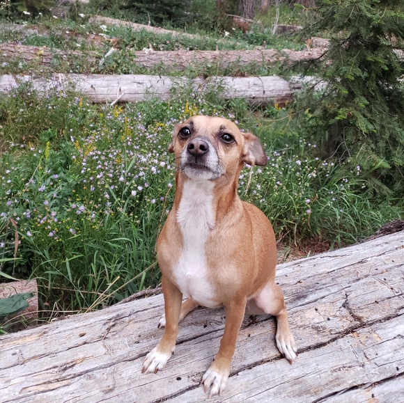 Meet your Posher, Brenda, ~HipFarmChick Designs~ - Picture 7 of 16